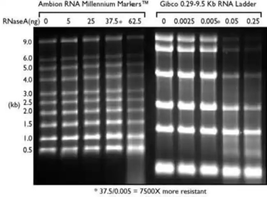 De lage Ladder van Waaierssrna en RNAteller, Formamide RNAladder 0.125-6.0Kb