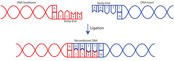enige Ligase 400 U/UL van enzym Nieuwe T4 DNA voor Onderzoek SLECHTS Gebruik