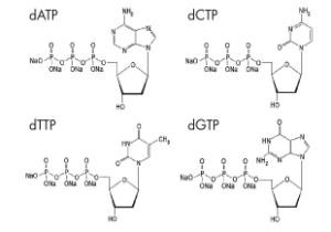 Biochemische Reagens 100 de HEREN DNTP Vastgestelde Oplossing DATP DCTP DTTP DGTP